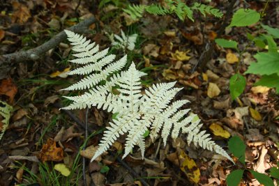 Phegopteris hexagonoptera (Broad Beech Fern)