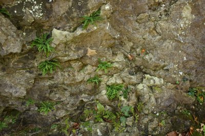 Asplenium trichomanes (Maidenhair Spleenwort)