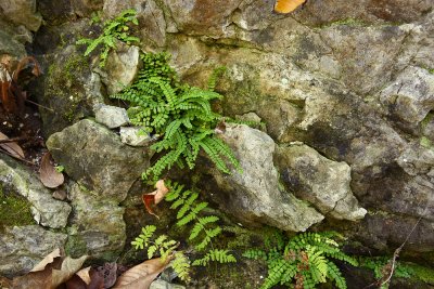 Asplenium trichomanes (Maidenhair Spleenwort)