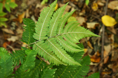 Dryopteris goldiana (Goldie's Wood Fern)