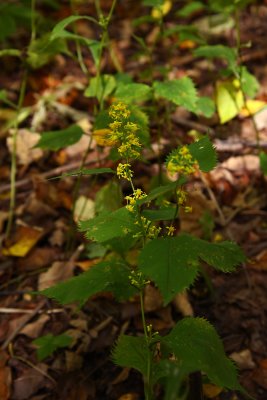 Solidago flexicaulis (Zig-zag Goldenrod)