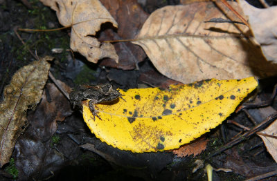 Northern Cricket Frog