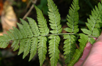 Dryopteris goldiana (Goldie's Wood Fern)