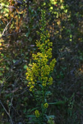 Solidago speciosa- Showy Goldenrod