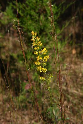 Solidago sp. (erecta or puberula I guess)