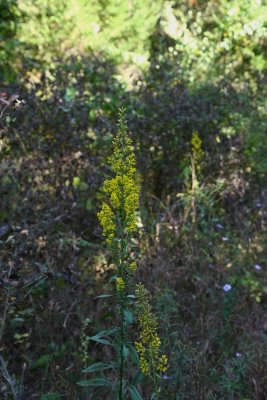 Solidago speciosa- Showy Goldenrod