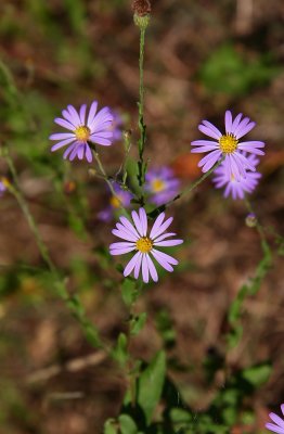 Aster patens (Late Purple Aster)