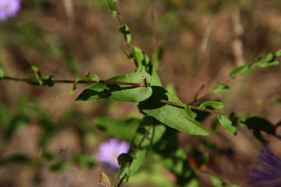 Aster patens (Late Purple Aster)