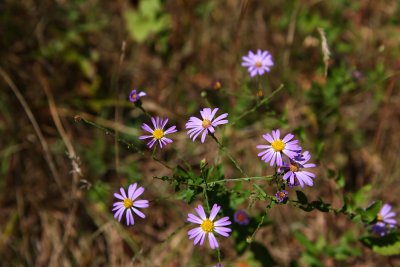 Aster patens (Late Purple Aster)