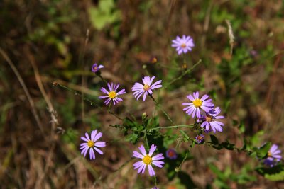 Aster patens (Late Purple Aster)