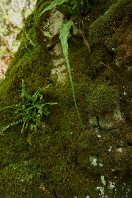 Asplenium rhizophyllum (Walking Fern)