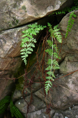 Cystopteris tenuis (Fragile Fern)