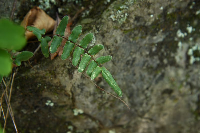 Pellaea atropurpurea (Purple Stemmed Cliffbrake)