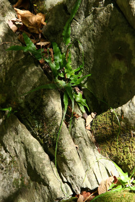 Asplenium rhizophyllum (Walking Fern)
