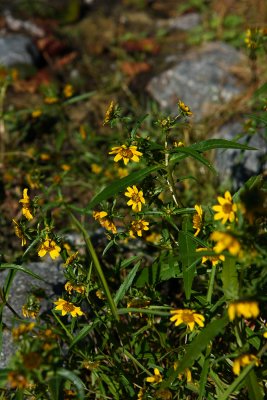 Bidens cernua- Nodding Beggar Ticks