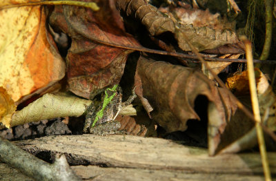 Northern Cricket Frog