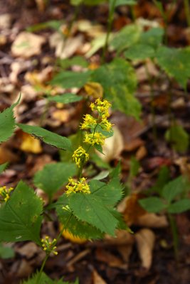 Solidago flexicaulis (Zig-zag Goldenrod)