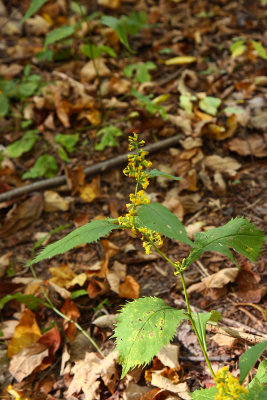 Solidago flexicaulis (Zig-zag Goldenrod)