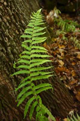 Diplazium pycnocarpon (Glade Fern)