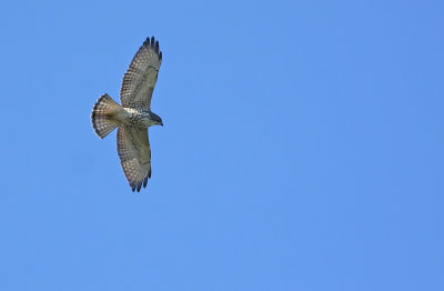 Red-tailed Hawk