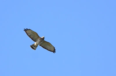 Broad-winged Hawk