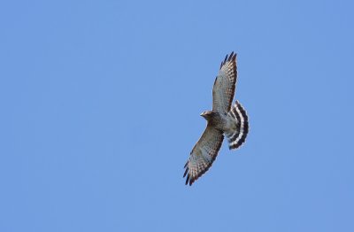 Broad-winged Hawk
