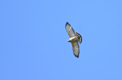Broad-winged Hawk