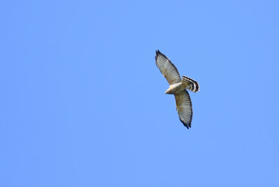 Broad-winged Hawk