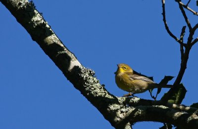 Pine Warbler