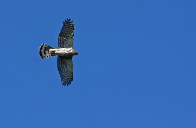 Cooper's Hawk