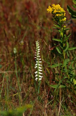 Spiranthes odorata- Fragrant Lady's Tresses