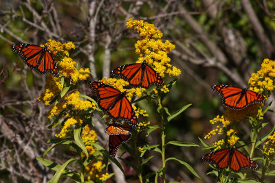 Monarchs on Seaside Goldenrod