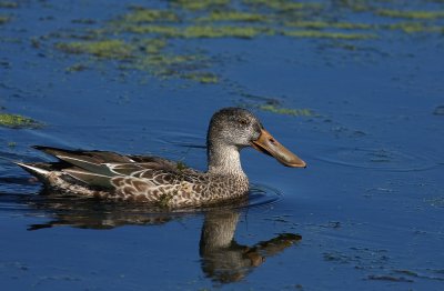 Northern Shoveler