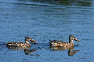 Northern Shovelers