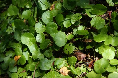 Hydrocotyle verticillata (Whorled Marsh Pennywort)