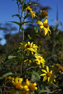 Helianthus giganteus (Giant Sunflower)