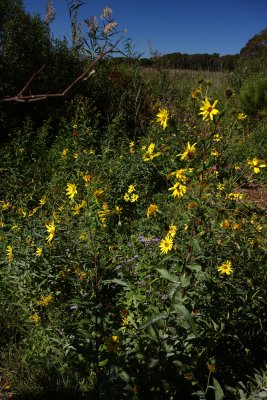 Helianthus giganteus (Giant Sunflower)