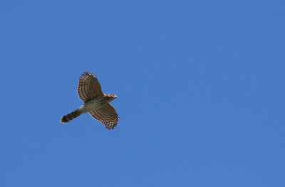 Cooper's Hawk