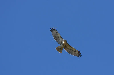 Red-tailed Hawk