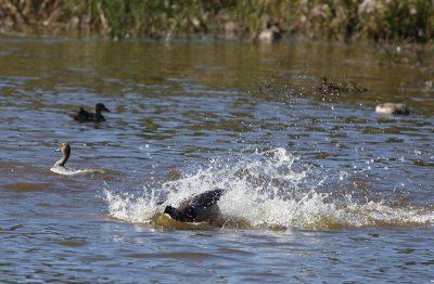 Ducks