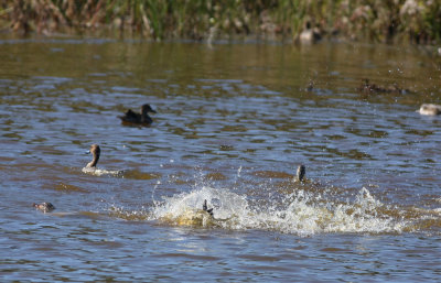 Ducks