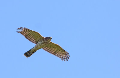 Cooper's Hawk