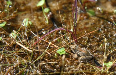 Northern Cricket Frog