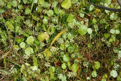Hydrocotyle umbellata- Marsh Pennywort