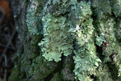 Parmotrema hypotropum- Powdered Ruffle Lichen