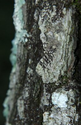 Frullania sp. (a liverwort)