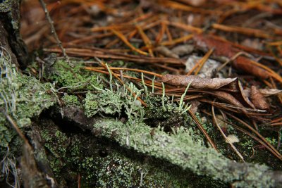 Cladonia coniocraea (Awl Lichen)