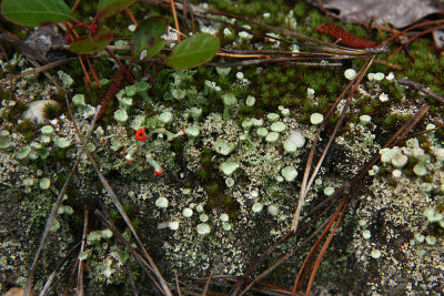 Cladonia chlorophaea- Pixie Cup