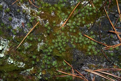 Polytrichum juniperinum - Juniper Hair Cap Moss