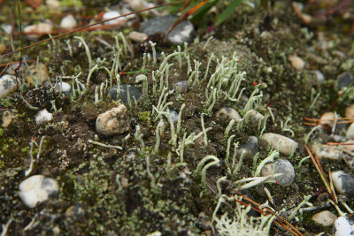 Cladonia macilenta- Pin Lichen